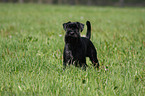 black schnauzer