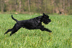 black schnauzer