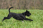 black schnauzer