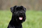 black schnauzer