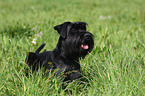 black schnauzer