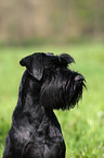 black schnauzer