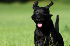 black schnauzer