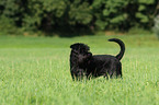 black schnauzer