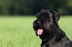 black schnauzer