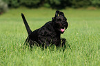 black schnauzer