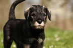 Schnauzer puppy