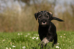 walking Schnauzer puppy