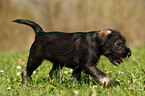 Schnauzer puppy