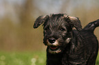 Schnauzer puppy