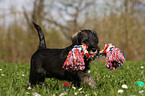 playing Schnauzer puppy