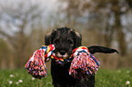 Schnauzer puppy