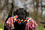 Schnauzer puppy