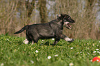 running Schnauzer puppy