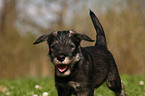 Schnauzer puppy