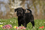 Schnauzer puppy