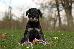 Schnauzer puppy