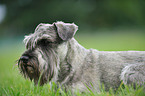 Schnauzer portrait