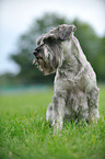 sitting Schnauzer