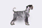 Standard Schnauzer in front of white background