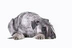 Standard Schnauzer in front of white background