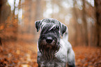 Standard Schnauzer in autumn