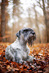 Standard Schnauzer in autumn