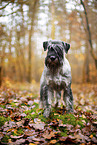 Standard Schnauzer in autumn