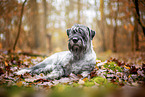 Standard Schnauzer in autumn