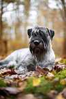 Standard Schnauzer in autumn