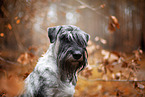 Standard Schnauzer in autumn