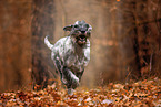 Standard Schnauzer in autumn