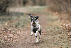 Standard Schnauzer