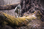 Standard Schnauzer