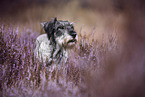 Standard Schnauzer