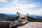 Standard Schnauzer