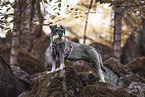 Standard Schnauzer