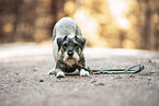 Standard Schnauzer