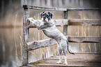 Standard Schnauzer