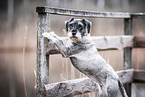 Standard Schnauzer