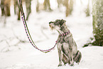 Standard Schnauzer