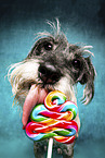 Standard Schnauzer licks lollipop
