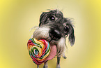 Standard Schnauzer licks lollipop