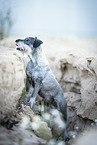 female Standard Schnauzer