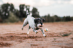 female Standard Schnauzer