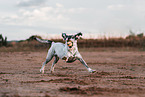 female Standard Schnauzer