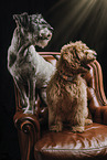 Standard Schnauzer and Goldendoodle
