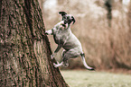 Standard Schnauzer