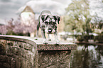 Standard Schnauzer