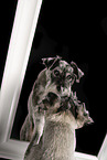 Standard Schnauzer